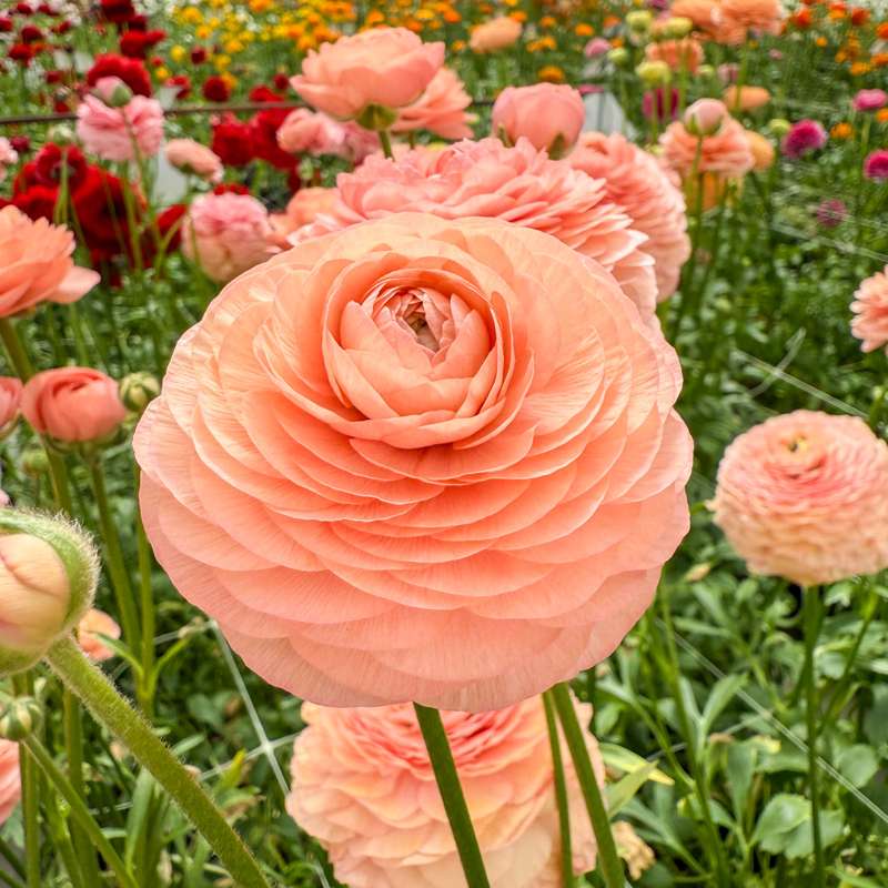 Ranunkel 'Elegance® Salmon'